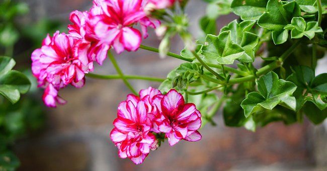 VIVERO DES ASPRES GRASSE 2024 ALPES MARITIMES CUIDADO DEL JARDÍN