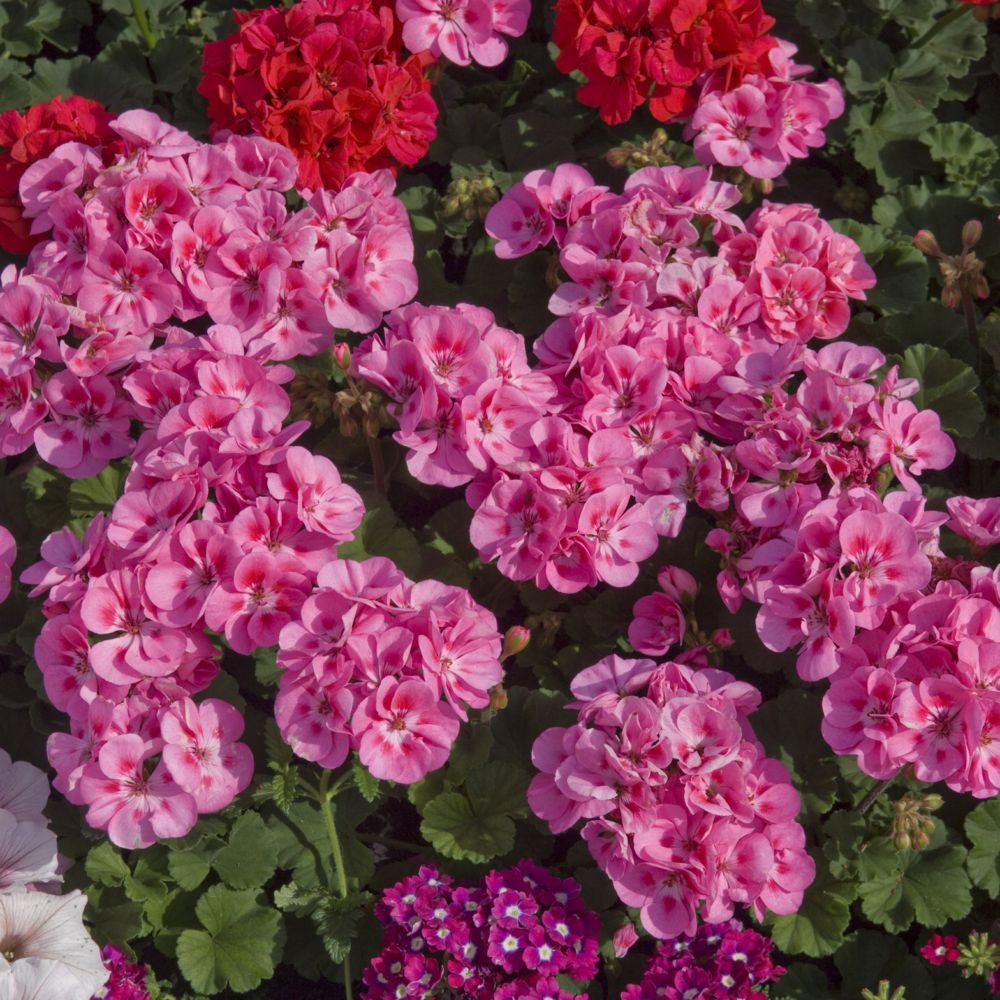 PEPINIERE DES ASPRES GRASSE 2024 ALPES MARITIMES JARDINERIE