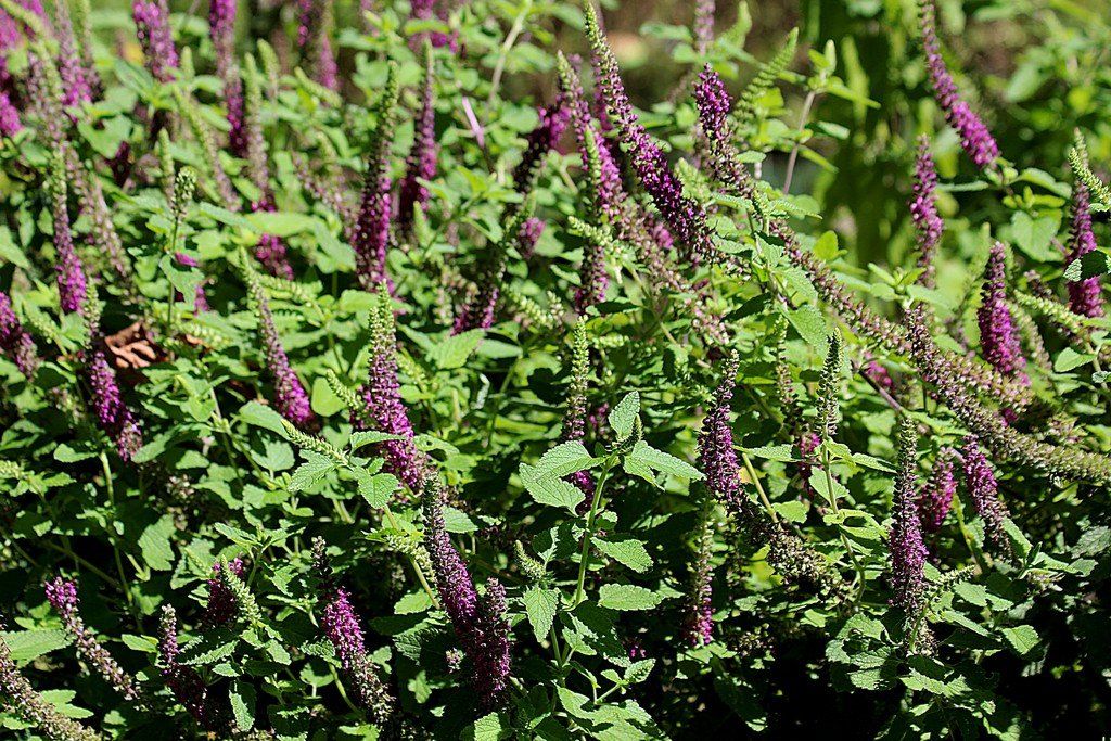 ASPRES GRASSE KINDERGARTEN 2025