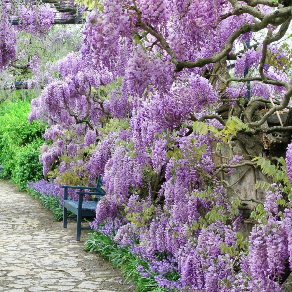 ASPRES GRASSE NURSERY 2024 ALPES MARITIMES GARDEN CENTER