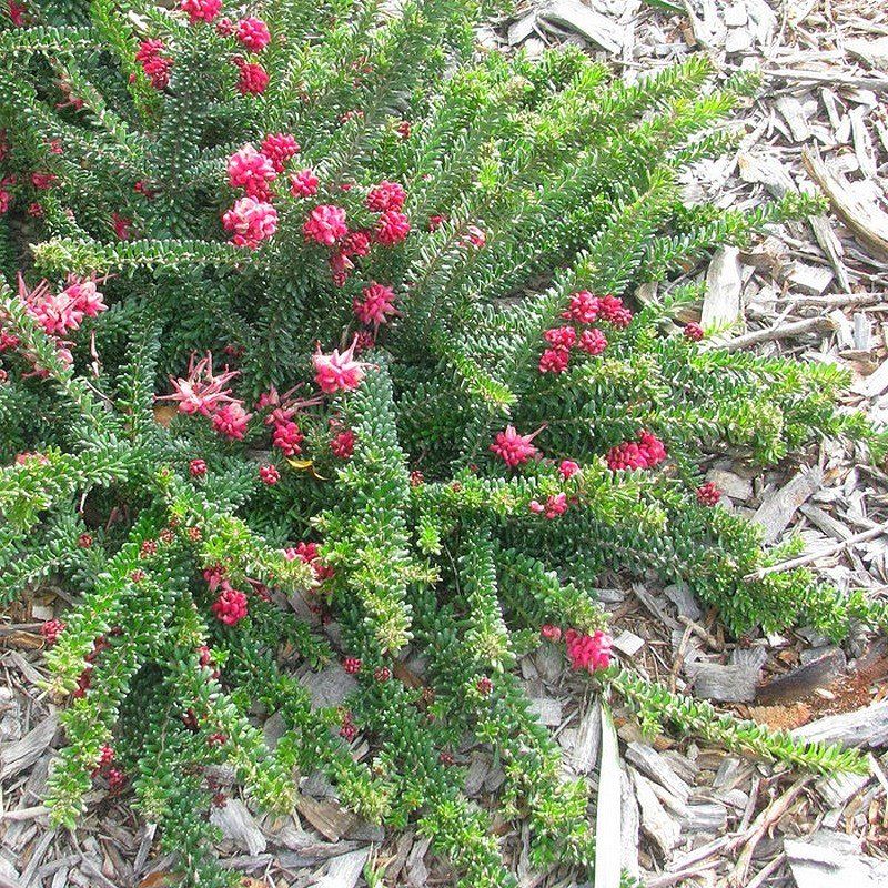 ASPRES GRASSE VEDLEJE 2025