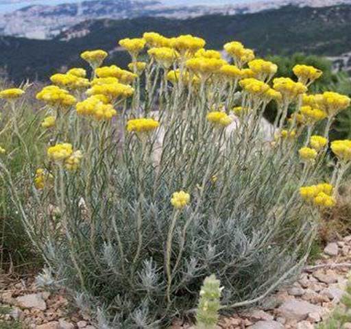 PEPINIERE DES ASPRES GRASSE 2024 ALPES MARITIMES JARDINERIE
