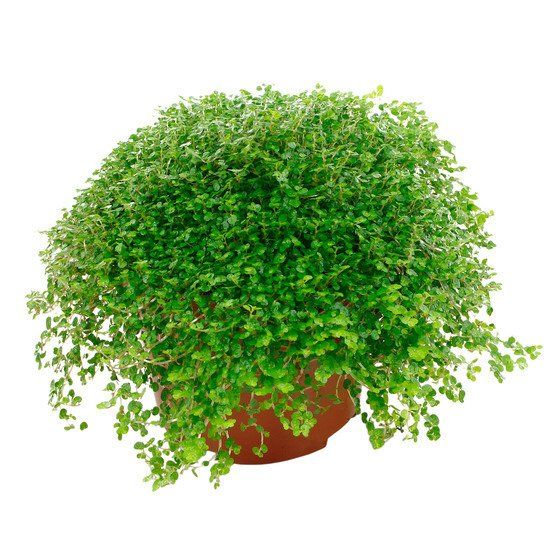 ASPRES GRASSE NURSERY 2024 ALPES MARITIMES GARDEN CENTER