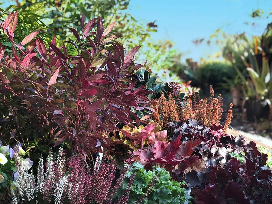 PEPINIERE DES ASPRES GRASSE 2024 ALPES MARITIMES JARDINERIE