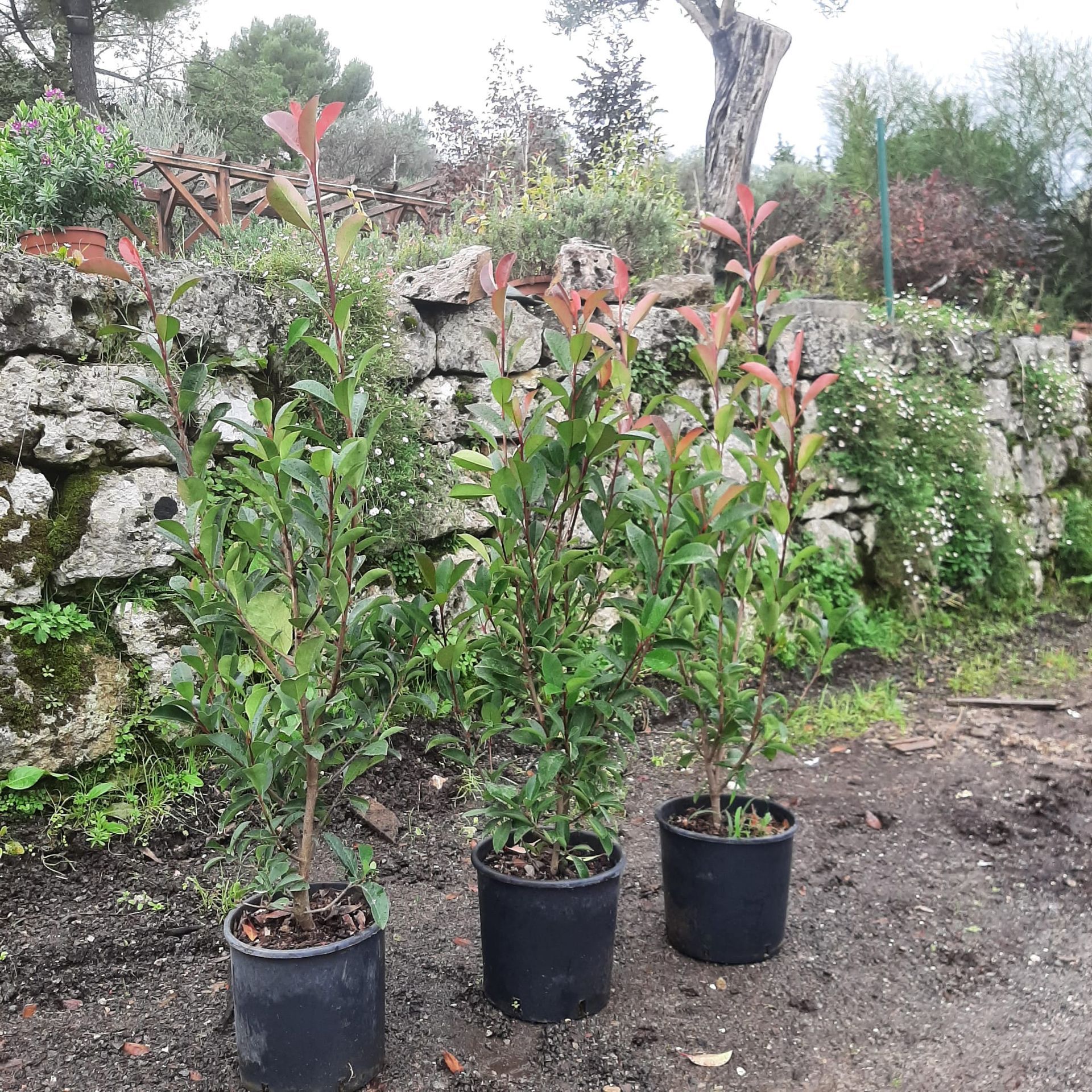 pepiniere jardinerie alpes maritimes 2025 2024 pepinière des aspres jardiner grasse