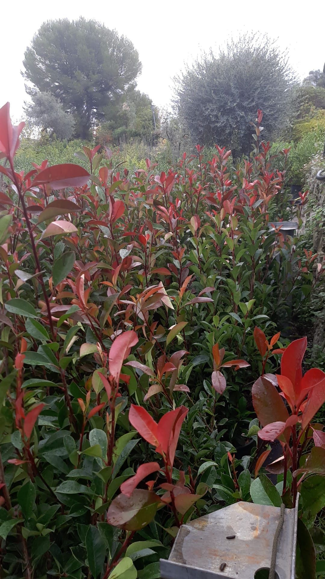 pepiniere jardinerie alpes maritimes 2025 2024 pepinière des aspres jardiner grasse