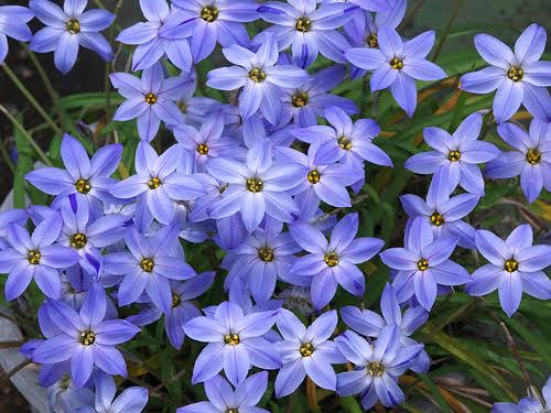 ASPRES GRASSE NURSERY 2024 ALPES MARITIMES GARDEN CENTER