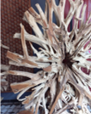 PEPINIERE DES ASPRES GRASSE 2024 ALPES MARITIMES JARDINERIE