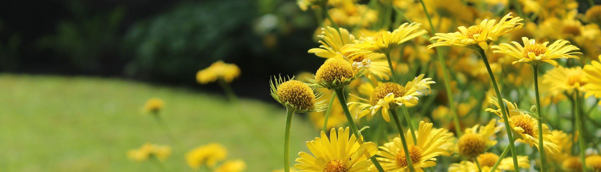 PEPINIERE DES ASPRES GRASSE 2024 ALPES MARITIMES JARDINERIE