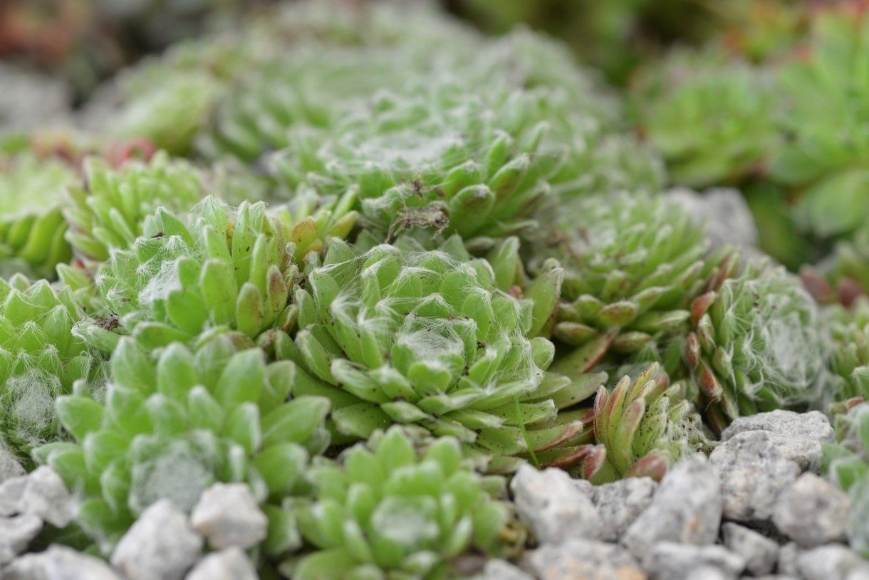 ASPRES GRASSE NURSERY 2024 ALPES MARITIMES GARDEN CENTER