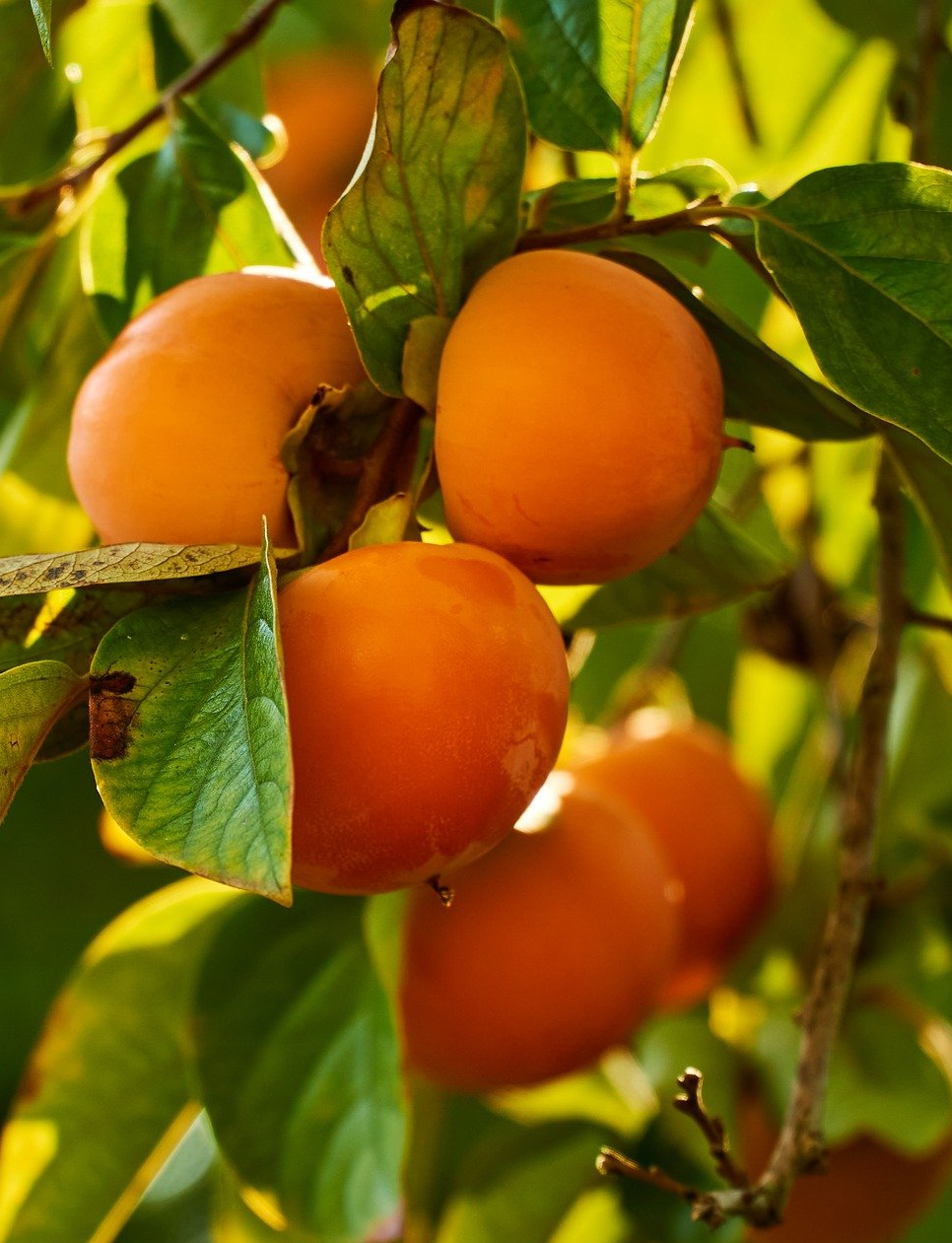 PEPINIERE DES ASPRES GRASSE 2024 ALPES MARITIMES JARDINERIE