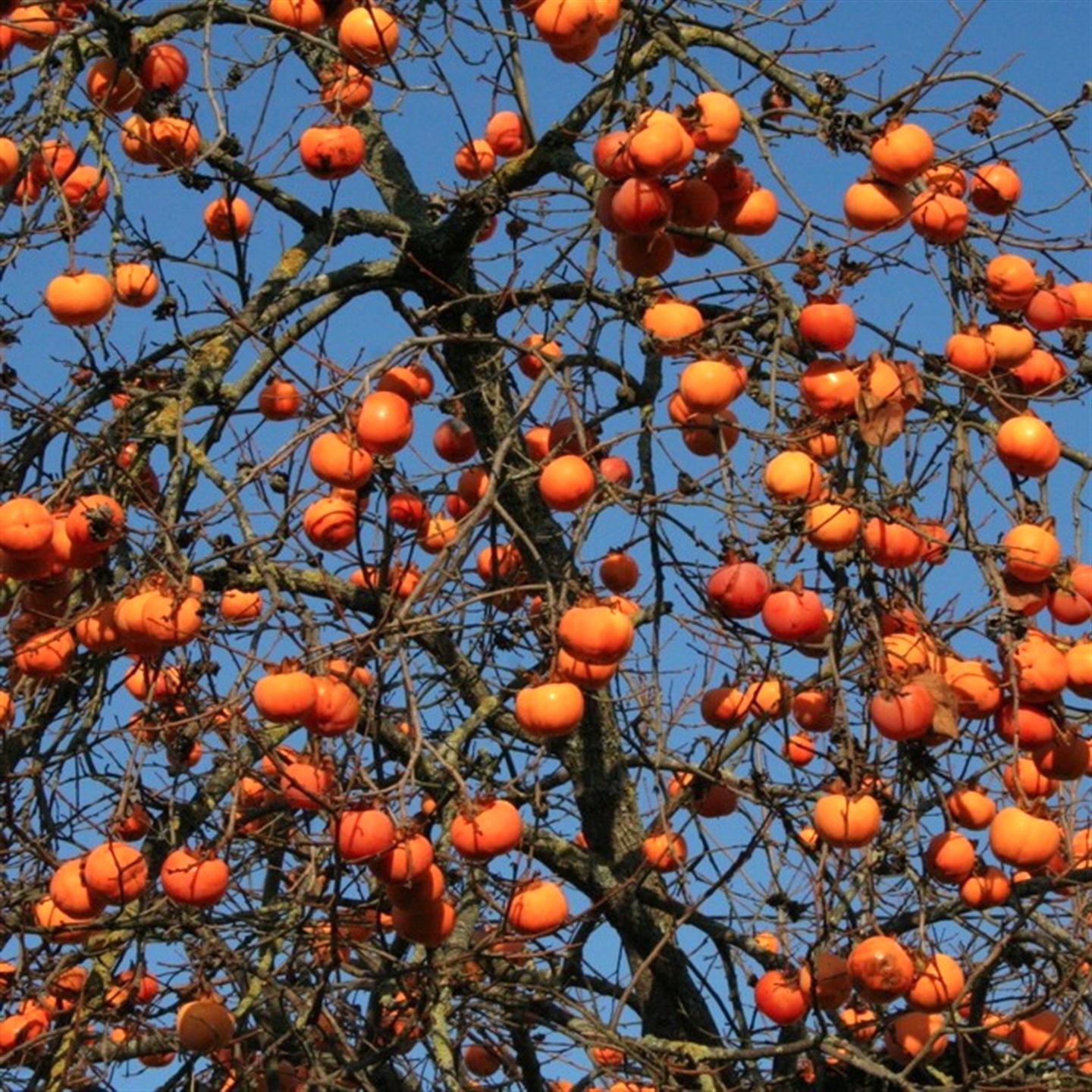 VÆRKESTILLING AF ASPRES GRASSE 2025 ALPES MARITIMES