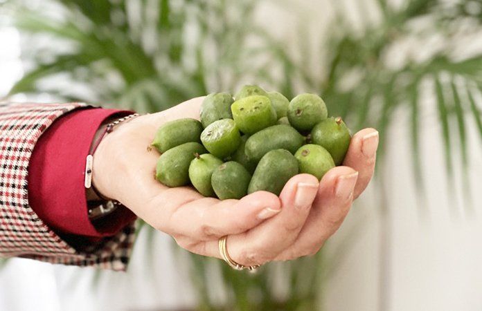 PEPINIERE DES ASPRES GRASSE 2024 ALPES MARITIMES JARDINERIE