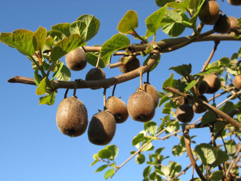 PEPINIERE DES ASPRES GRASSE 2024 ALPES MARITIMES JARDINERIE