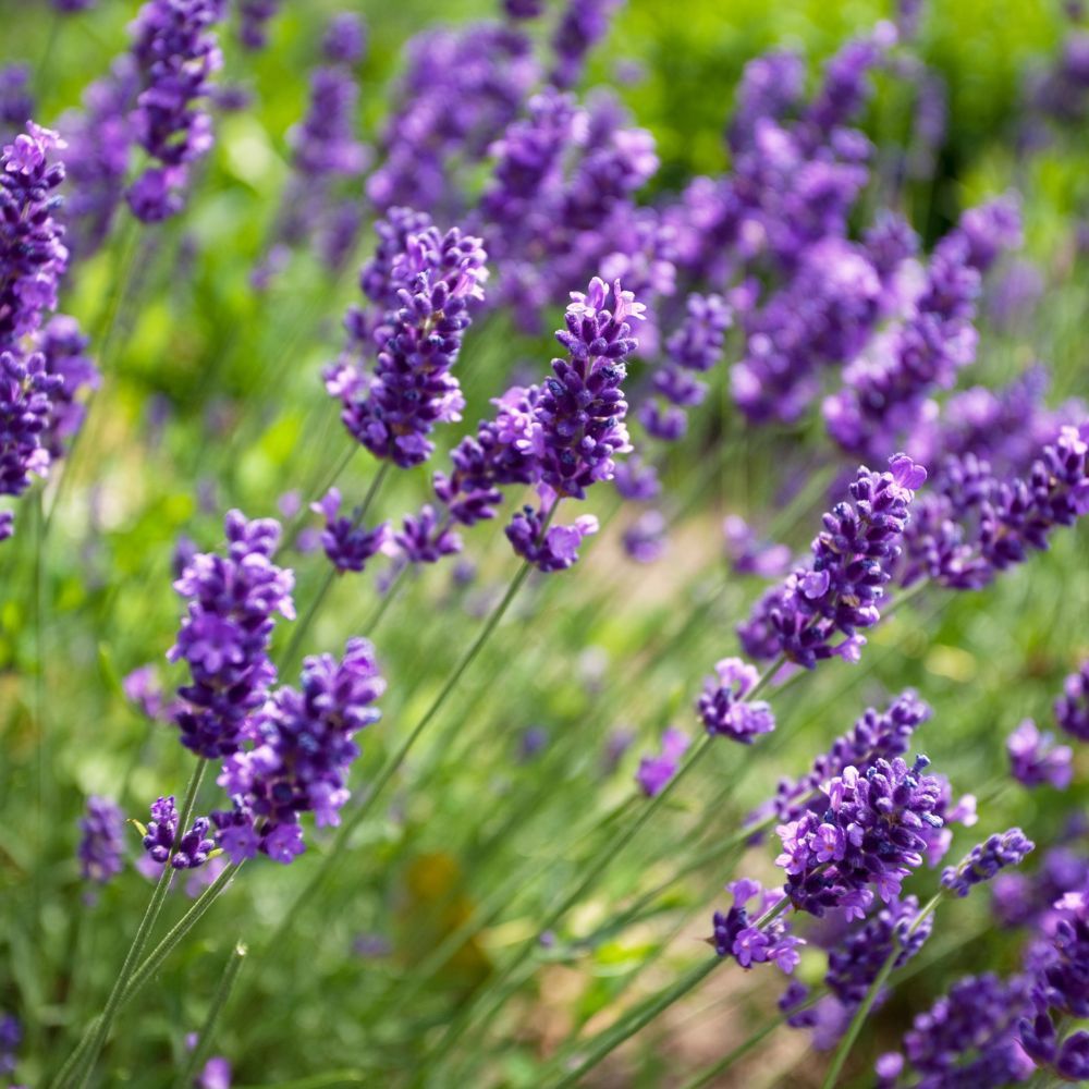 PEPINIERE DES ASPRES GRASSE 2024 ALPES MARITIMES JARDINERIE