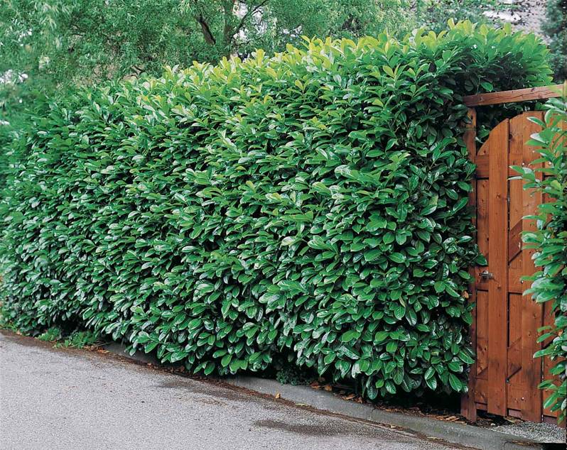 VIVERO DES ASPRES GRASSE 2024 ALPES MARITIMES CUIDADO DEL JARDÍN