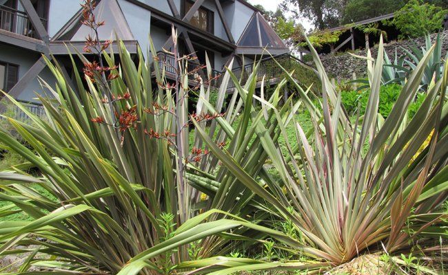 ASPRES GRASSE NURSERY 2024 ALPES MARITIMES GARDEN CENTER