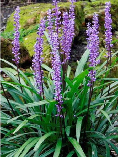 ASPRES GRASSE NURSERY 2024 ALPES MARITIMES GARDEN CENTER
