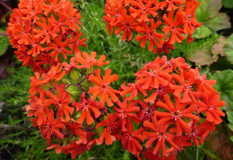 ASPRES GRASSE NURSERY 2024 ALPES MARITIMES GARDEN CENTER