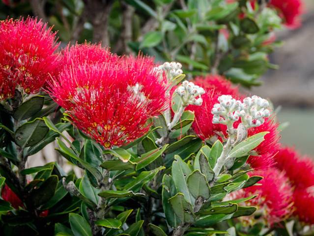 PEPINIERE DES ASPRES GRASSE 2024 ALPES MARITIMES JARDINERIE