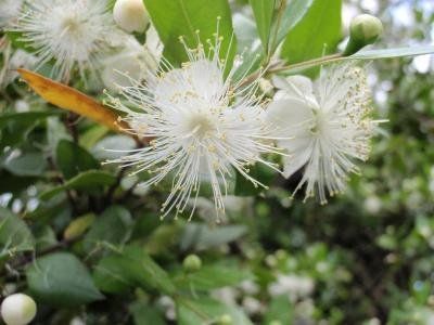 PEPINIERE DES ASPRES GRASSE 2024 ALPES MARITIMES JARDINERIE