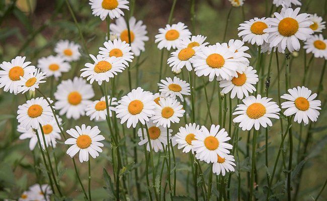 PEPINIERE DES ASPRES GRASSE 2024 ALPES MARITIMES JARDINERIE