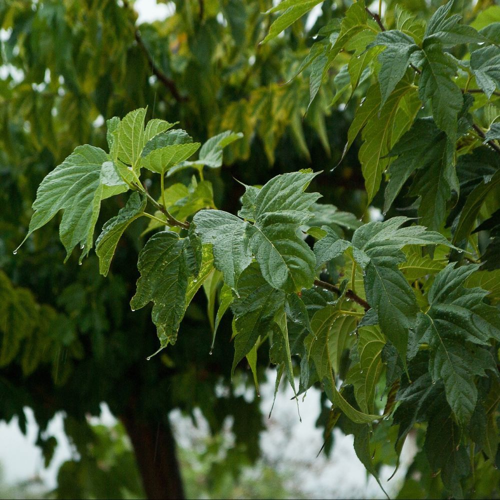 ASPRES GRASSE VEDLEJE 2025