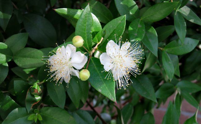 VIVERO ASPRES GRASSE 2025