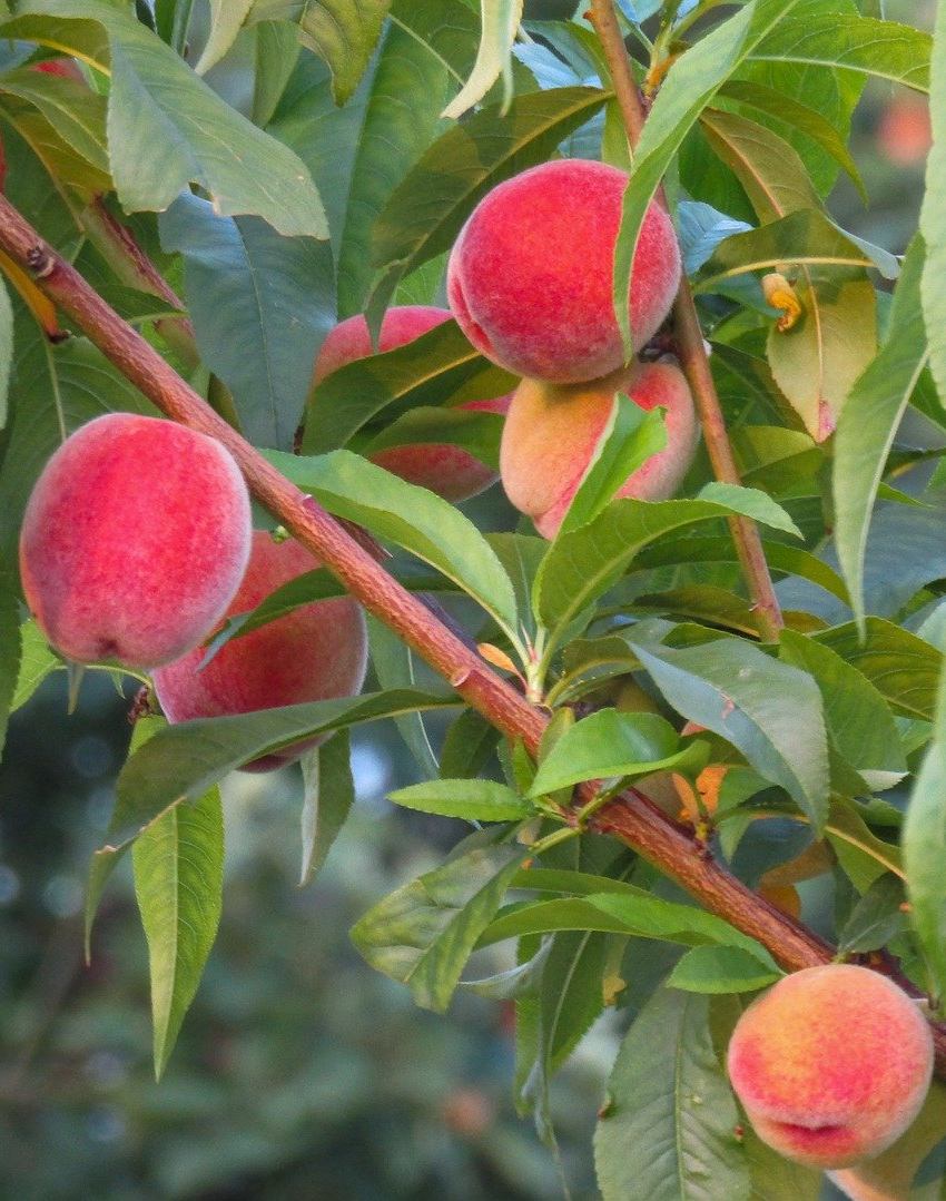 PEPINIERE DES ASPRES GRASSE 2024 ALPES MARITIMES JARDINERIE
