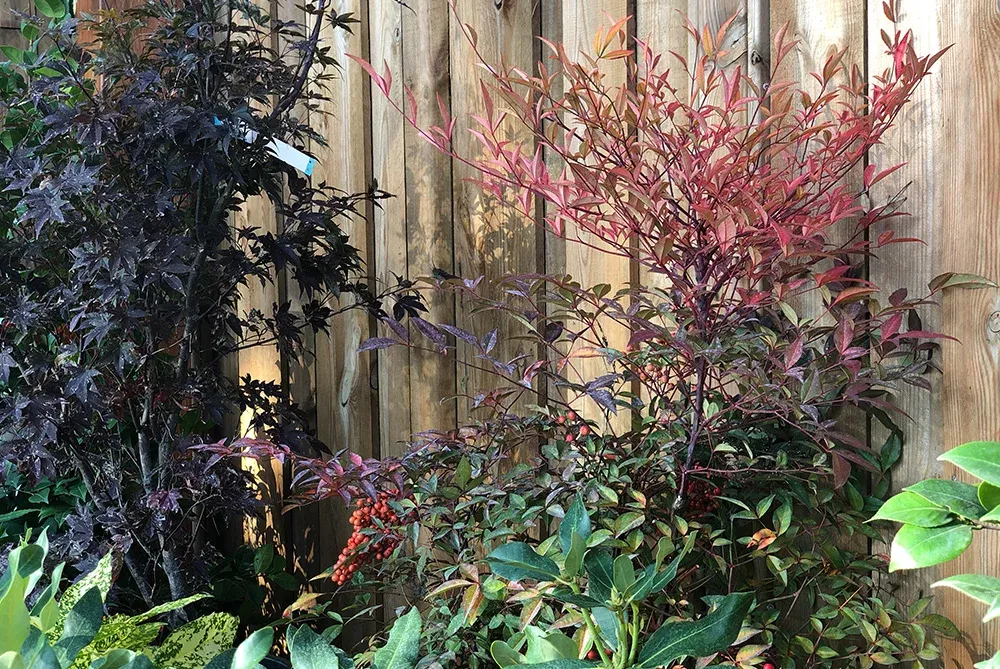 PEPINIERE DES ASPRES GRASSE 2024 ALPES MARITIMES JARDINERIE