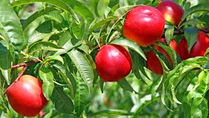 VIVERO DES ASPRES GRASSE 2024 ALPES MARITIMES CUIDADO DEL JARDÍN