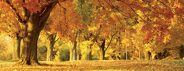 PEPINIERE DES ASPRES GRASSE 2024 ALPES MARITIMES JARDINERIE