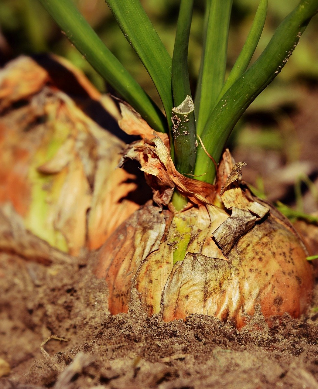 PEPINIERE DES ASPRES GRASSE 2024 ALPES MARITIMES JARDINERIE