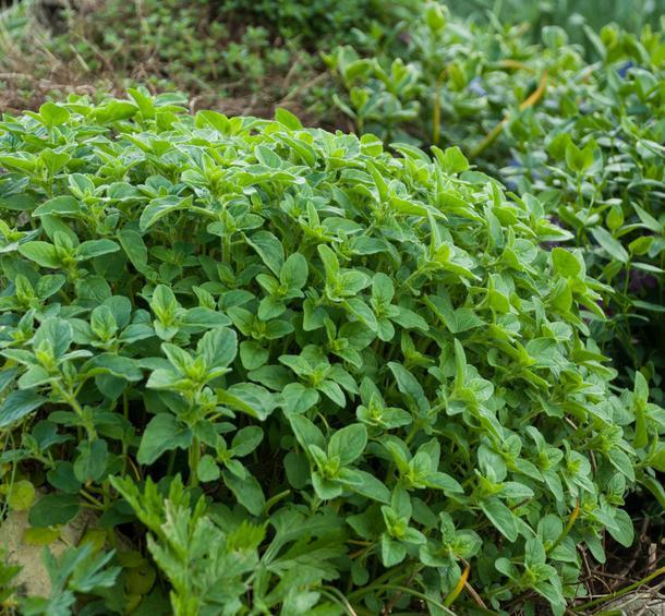 PEPINIERE DES ASPRES GRASSE 2024 ALPES MARITIMES JARDINERIE