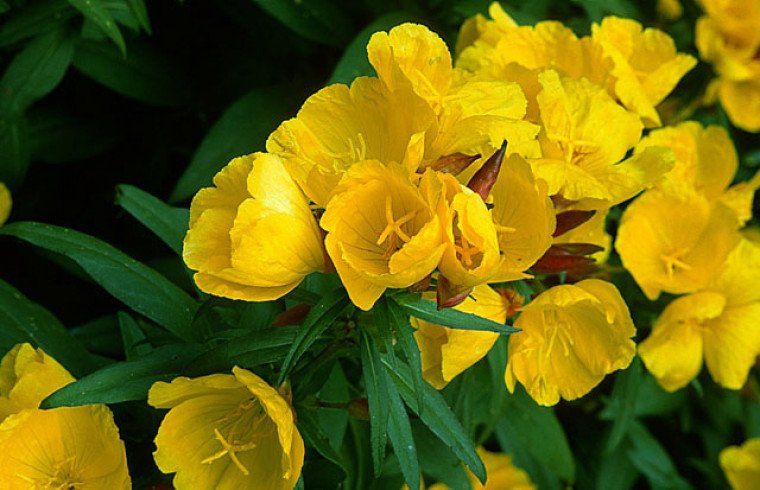 PEPINIERE DES ASPRES GRASSE 2024 ALPES MARITIMES JARDINERIE