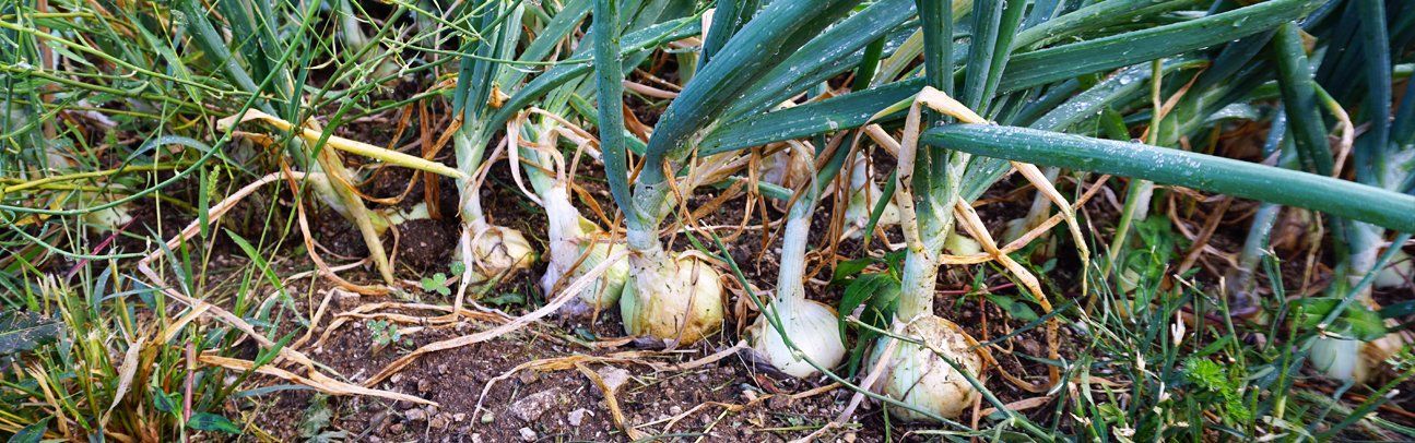 PEPINIERE DES ASPRES GRASSE 2024 ALPES MARITIMES JARDINERIE