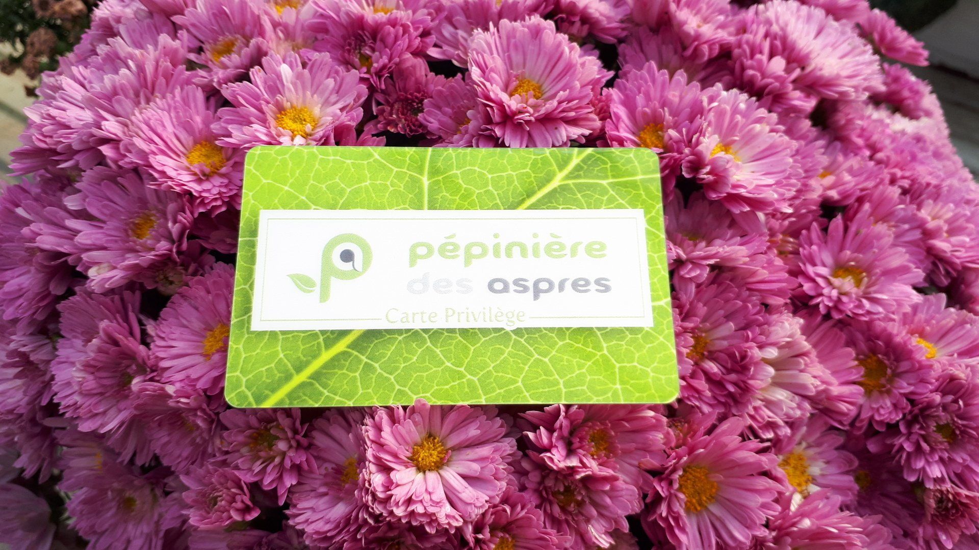 PEPINIERE DES ASPRES GRASSE JARDINERIE ALPES MARITIMES 2025