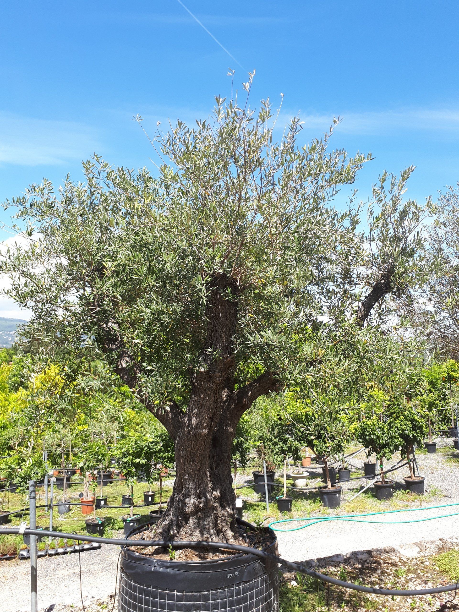 PEPINIERE DES ASPRES GRASSE ALPES MARITIMES 2024 JARDINERIE