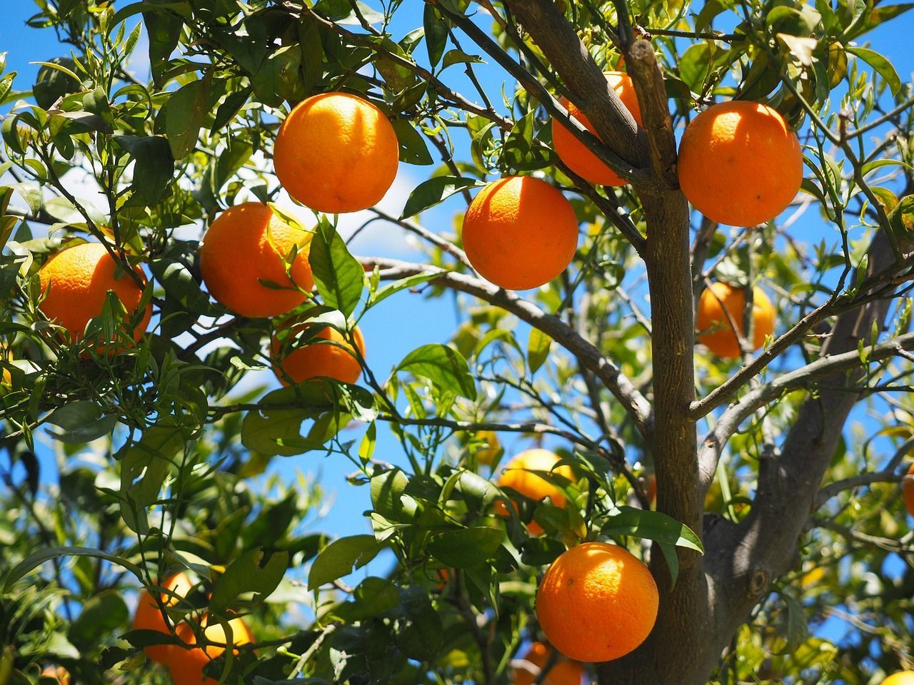 PEPINIERE DES ASPRES GRASSE 2024 JARDINERIE