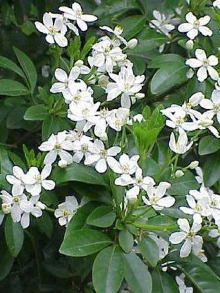 ASPRES GRASSE KINDERGARTEN 2025