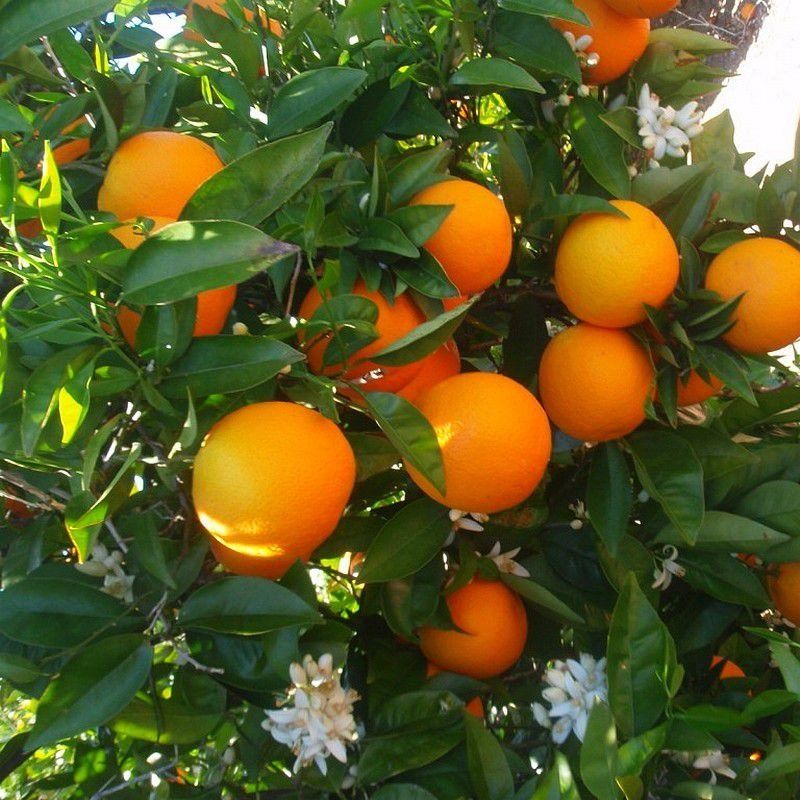 PEPINIERE DES ASPRES GRASSE 2025