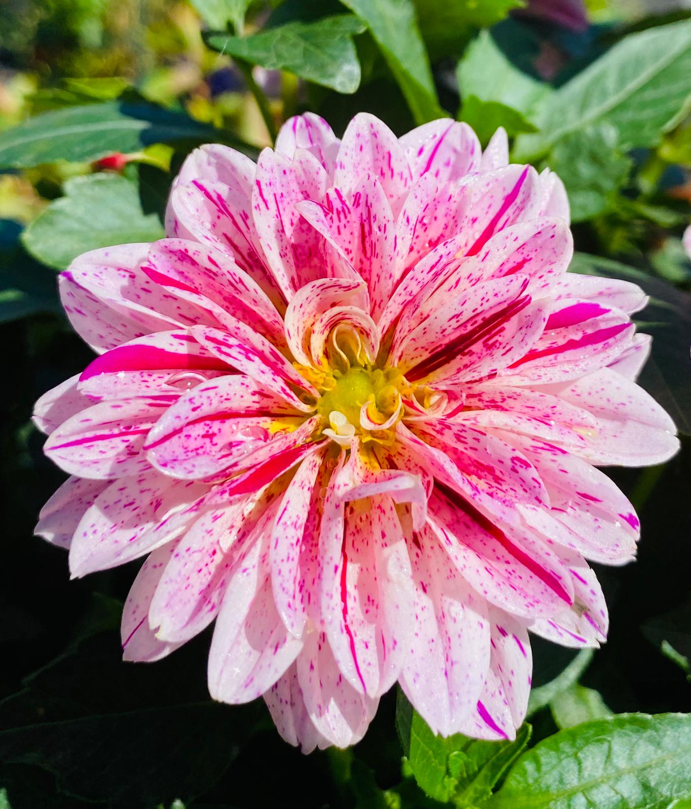 pepiniere jardinerie alpes maritimes 2025 2024 pepinière des aspres jardiner grasse