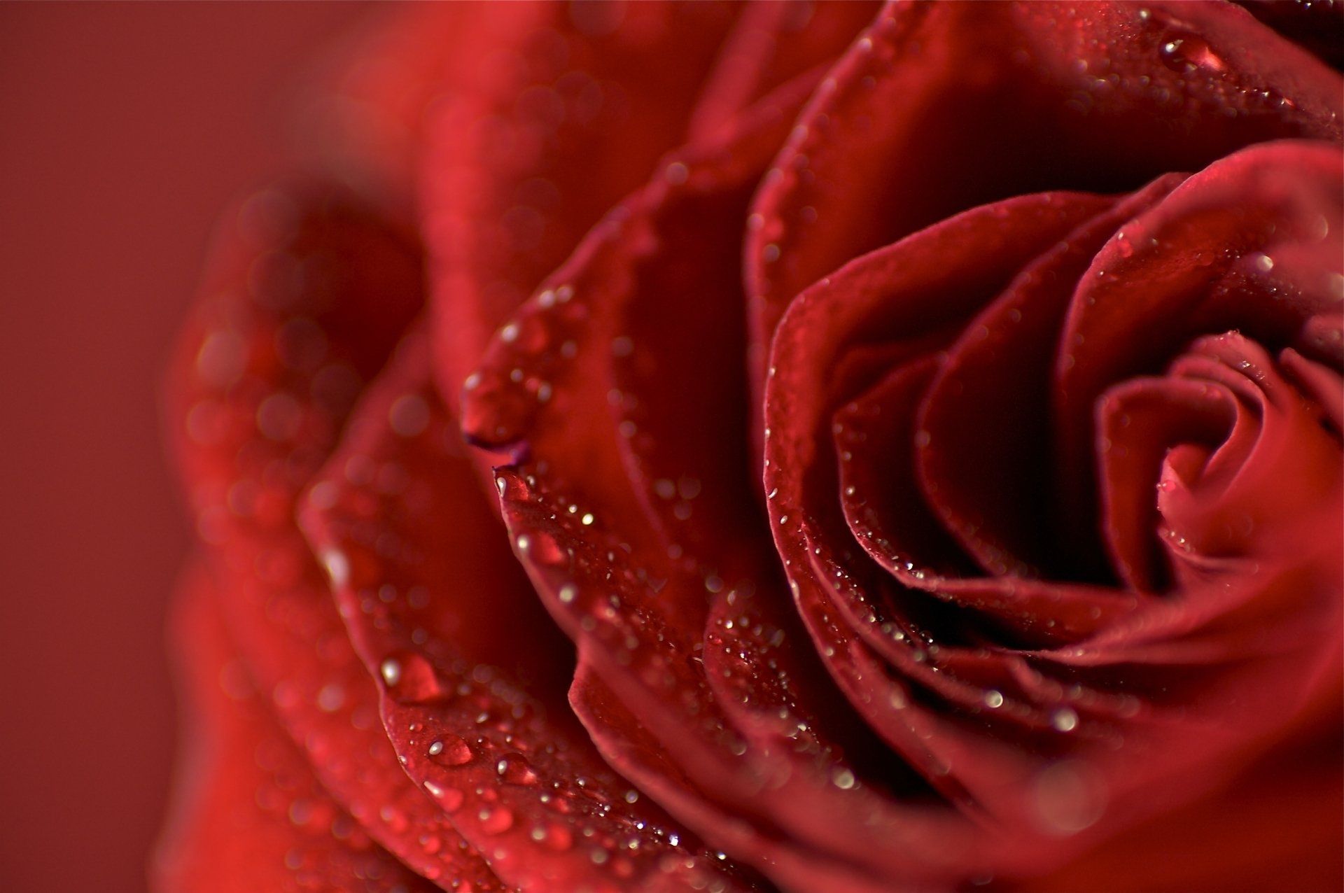 PEPINIERE DES ASPRES GRASSE 2025