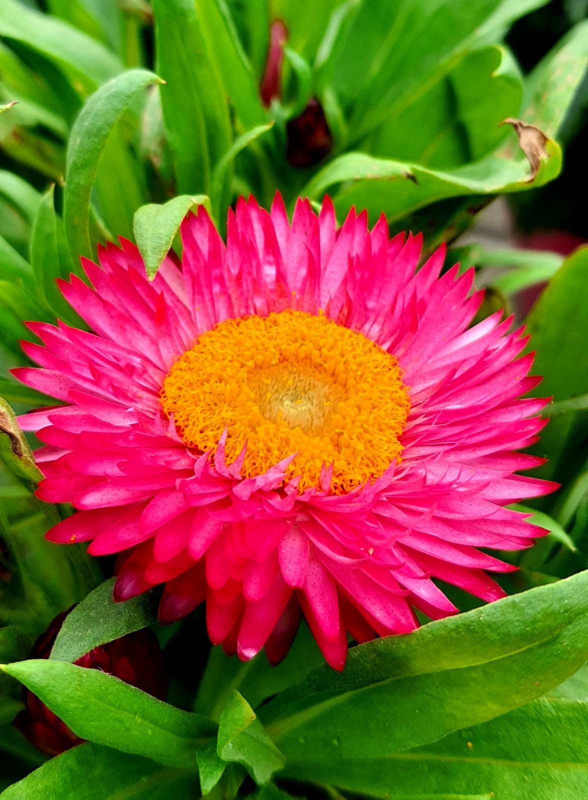 PEPINIERE DES ASPRES GRASSE 2024 ALPES MARITIMES JARDINERIE