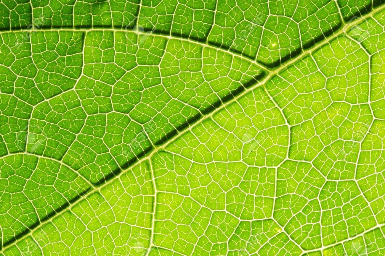 PEPINIERE DES ASPRES GRASSE 2024 ALPES MARITIMES JARDINERIEPEPINIERE DES ASPRES GRASSE 2024 ALPES MARITIMES JARDINERIE