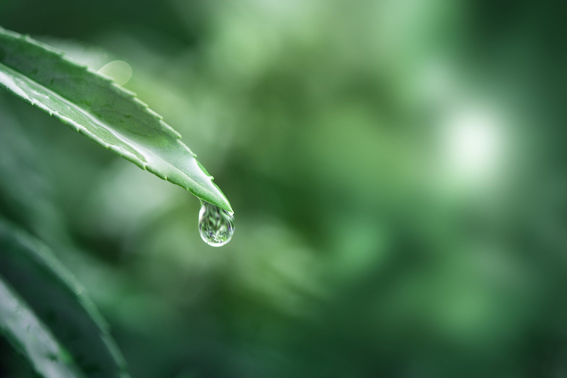 PEPINIERE DES ASPRES GRASSE 2024 ALPES MARITIMES JARDINERIE