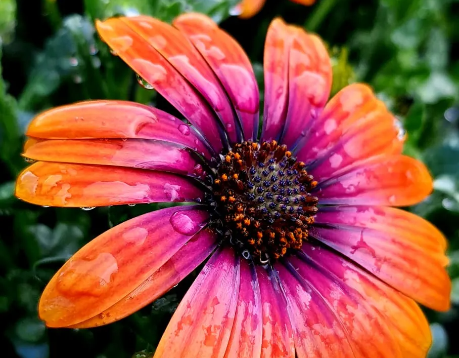 pepiniere jardinerie alpes maritimes 2025 2024 pepinière des aspres jardiner grasse