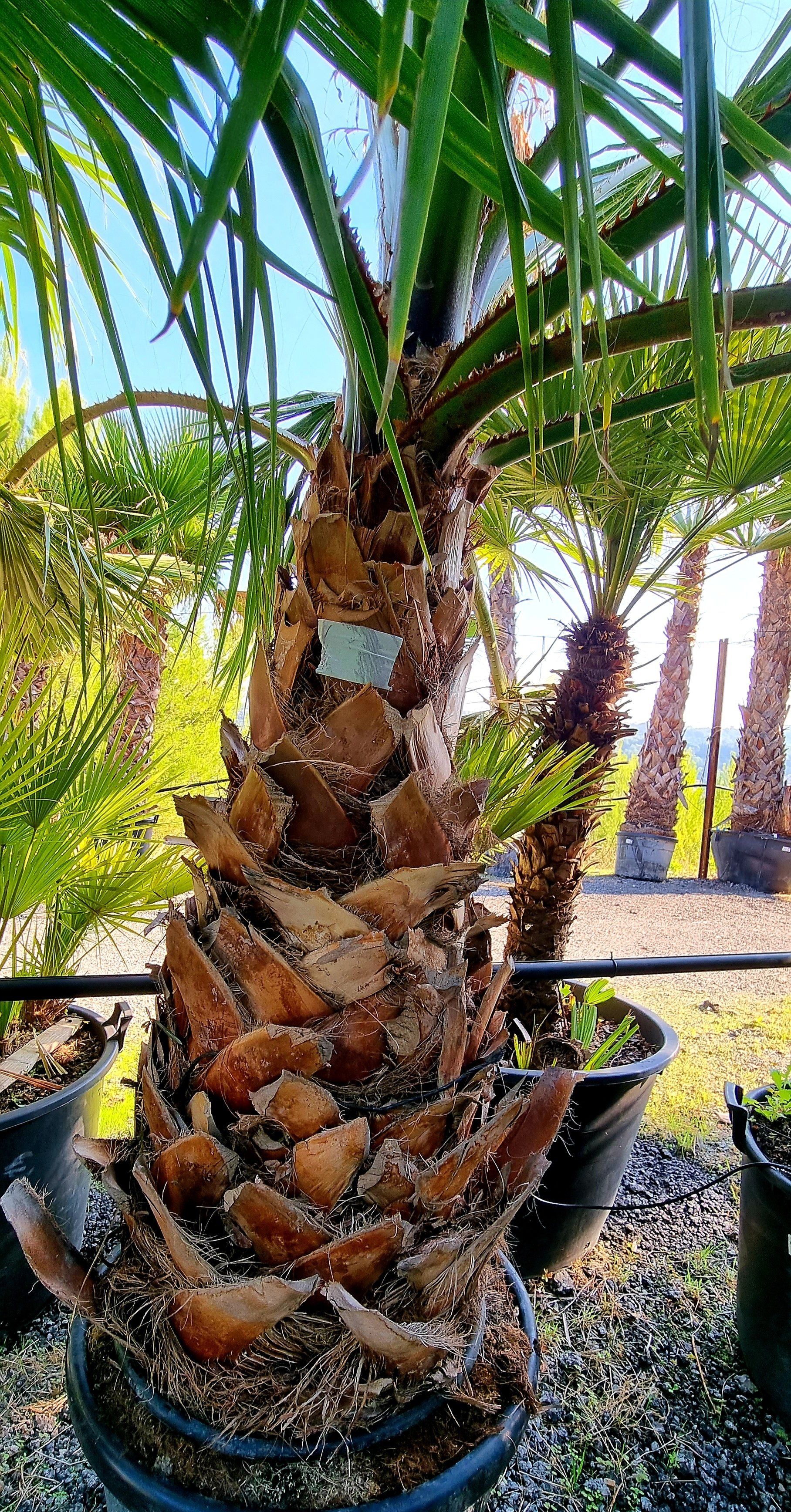 PEPINIERE DES ASPRES GRASSE 2024 ALPES MARITIMES JARDINERIE