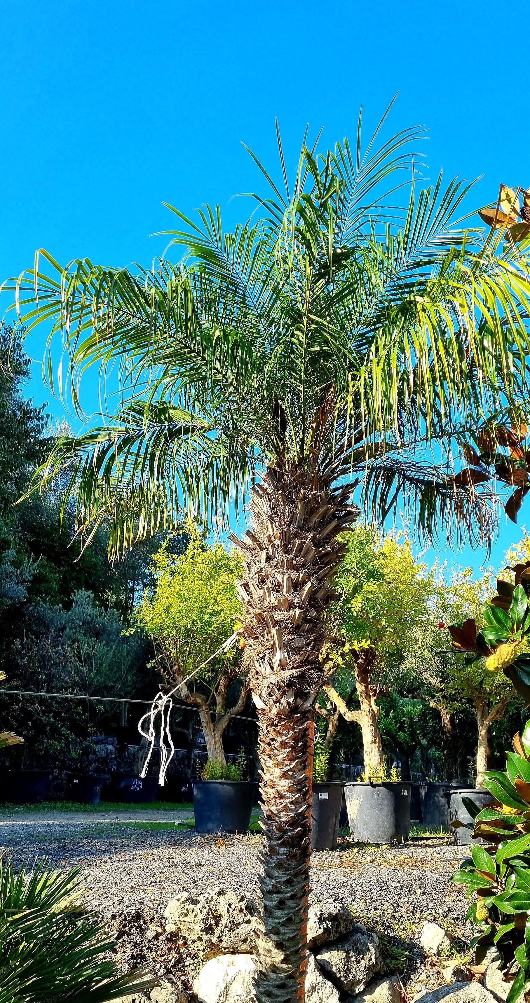 PEPINIERE DES ASPRES GRASSE 2024 ALPES MARITIMES JARDINERIE