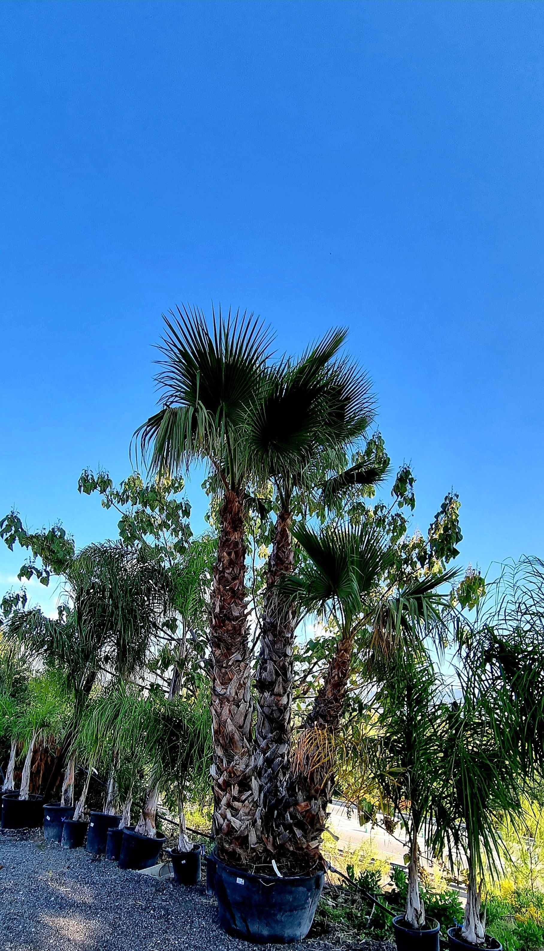 PEPINIERE DES ASPRES GRASSE 2024 ALPES MARITIMES JARDINERIE